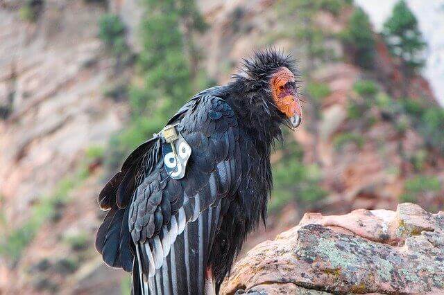 A California Condor perched on a mountain top.