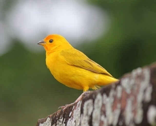 A Canary perched on a wall.