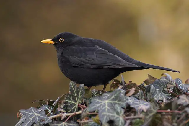 A Common Blackbird foraging in a pile of leaves.