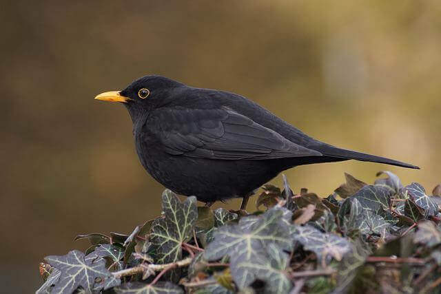 A common blackbird foraging.