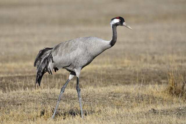 A Common Crane foraging on the ground.