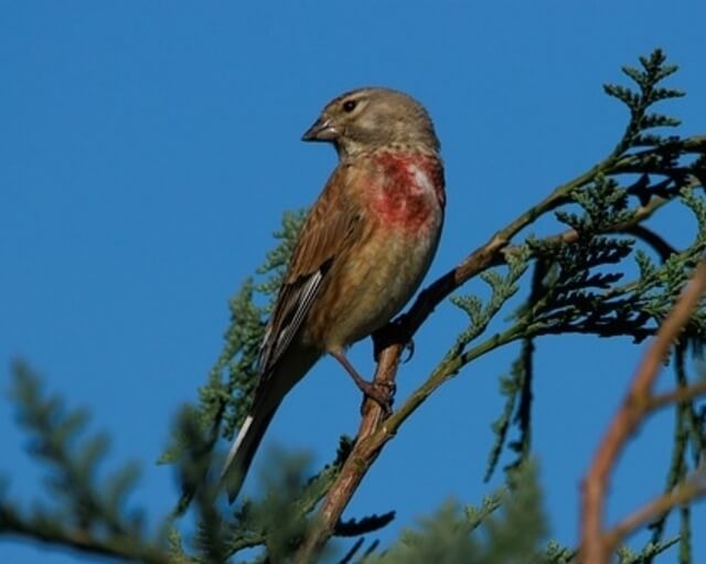 A Common Linnet perched on a branch.