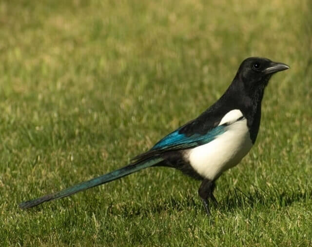 A Common Magpie foraging on the grass.