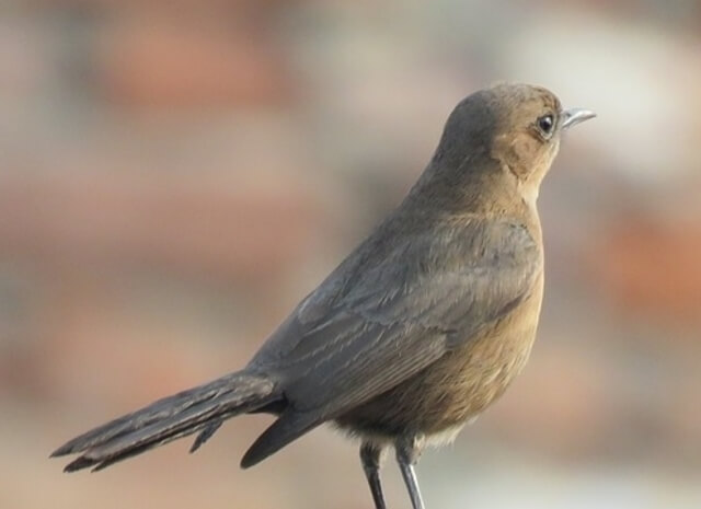 A Common Nightingale.