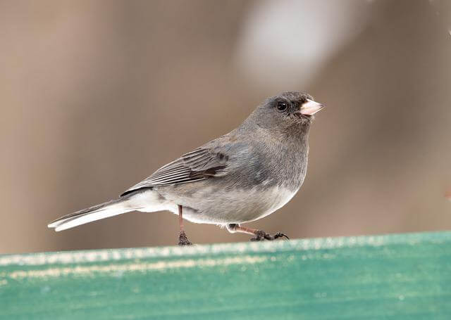 A Dark-eyed Junco perched on a fence.