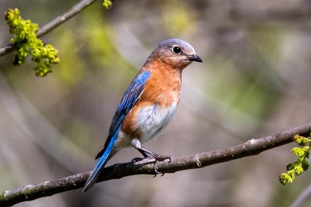 A female Eastern Bluebird perched on a tree branch.