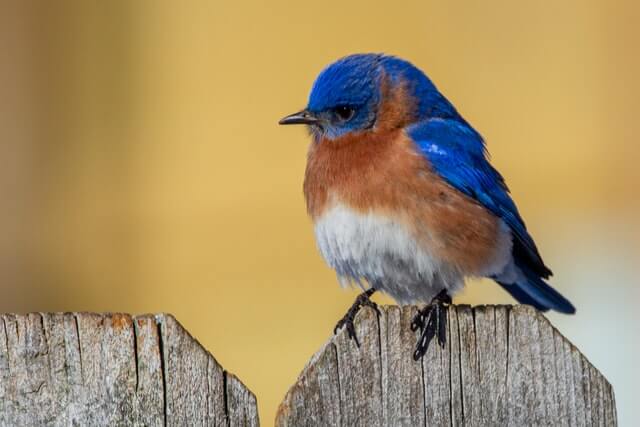 An Eastern Bluebird perched on a wooden picket fence.