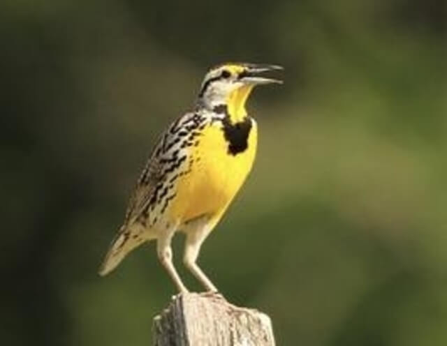 An Eastern meadowlark perched on a post