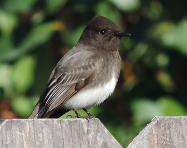 An Eastern Phoebe perched on a wooden fence.
