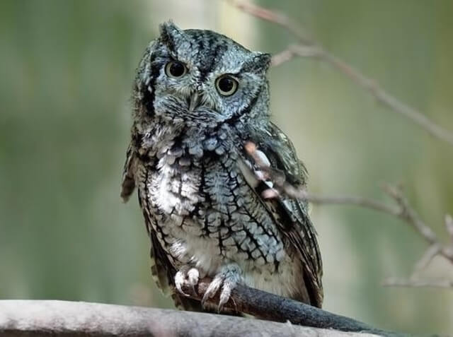 An Eastern Screech-Owl perched on a tree.