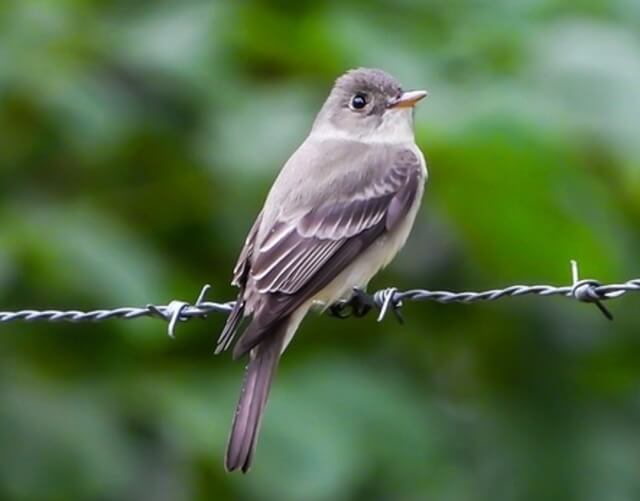 An Eastern Wood-Pewee on a barbwire.