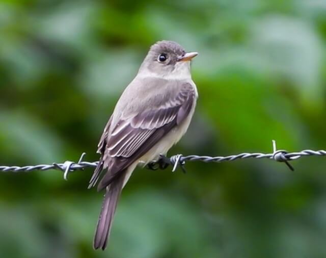 An Eastern wood-pewee (Contopus virens) perched on a barbed wire.