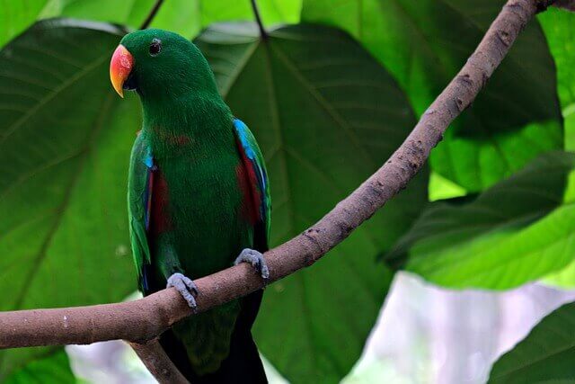 An Eclectus Parrot perched on a tree branch.