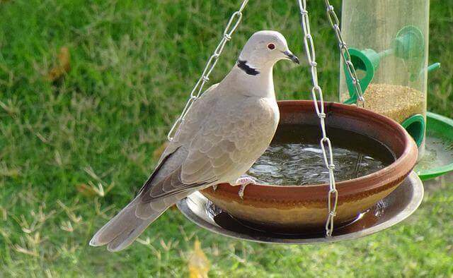 A Eurasian-collared Dove perched on a platform feeder.
