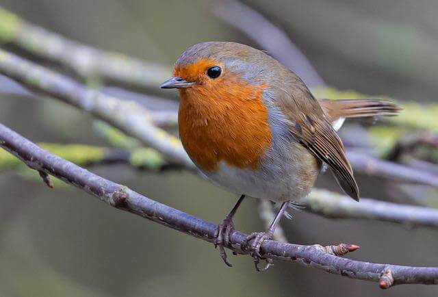 A European Robin perched on a tree.