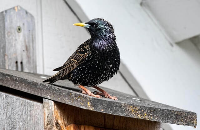 A European Starling perched on a rooftop.
