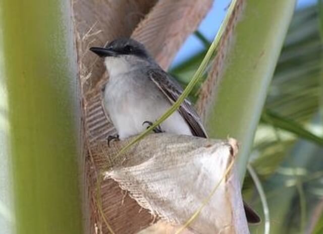 Gray kingbird perched on plant.