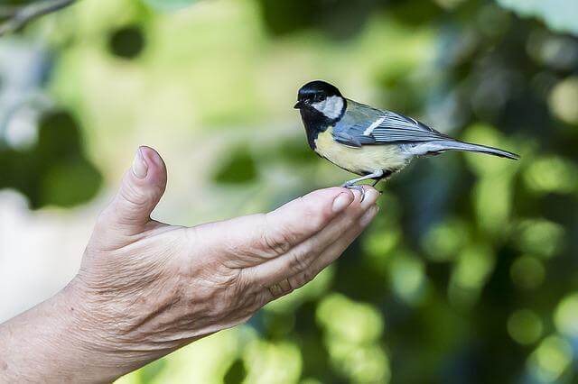 A great tit on a persons hand.