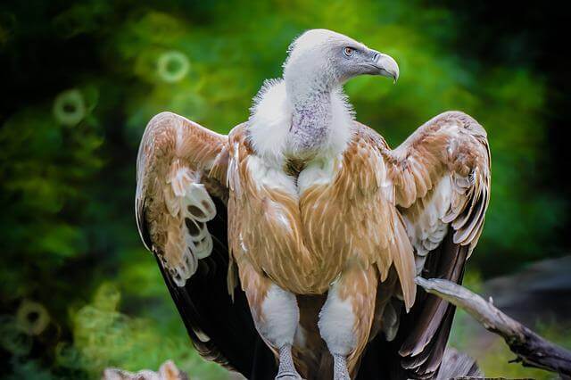 Himalayan griffon vulture