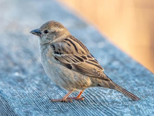 A House Sparrow perched on a deck.