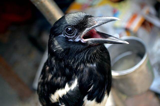 A myna bird talking.