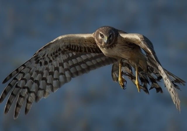 A Northern Harrier hovering in the air.