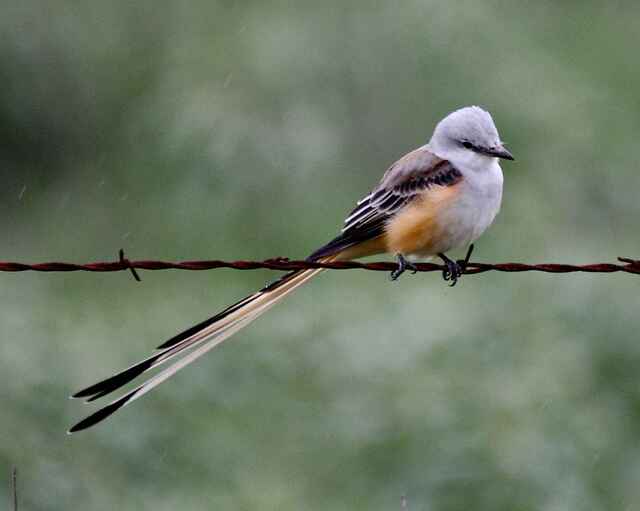 A Scissor-tailed Flycatcher perched on a barbwire.