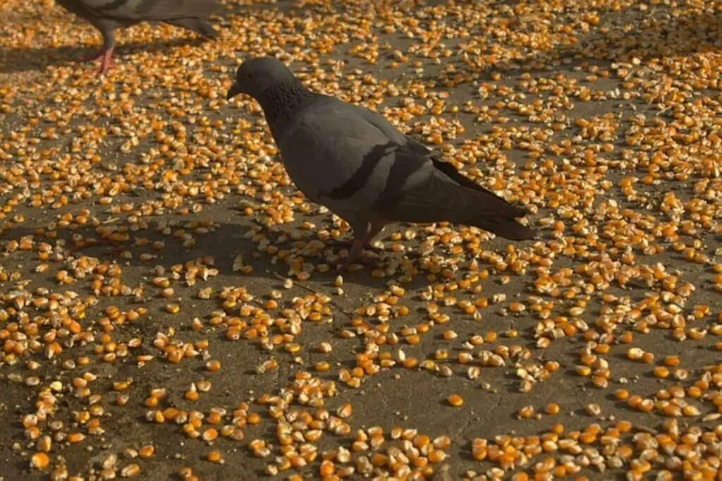 A pigeon feeding on corn.