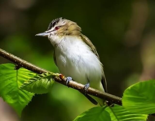 A Red-eyed Vireo perched on a tree.