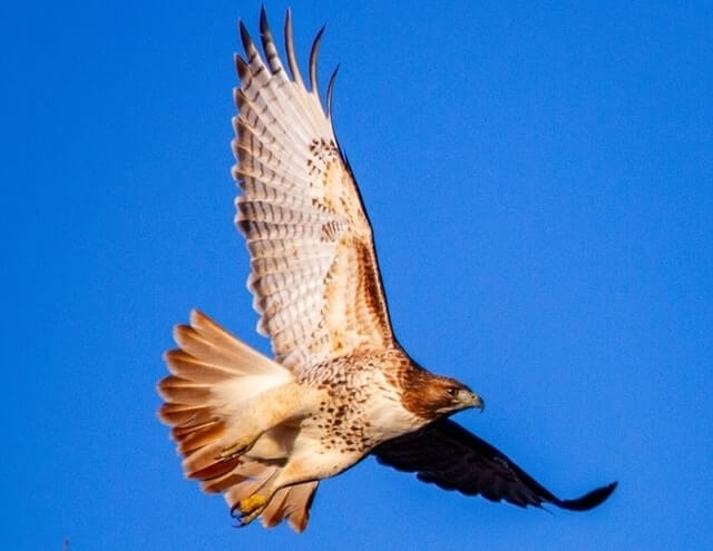 A Red-tailed Hawk flying around searching for prey.