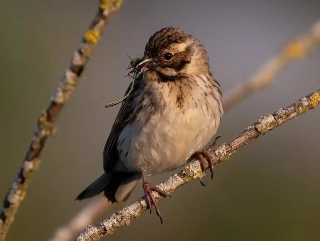 A reed bunting perched in a tree.