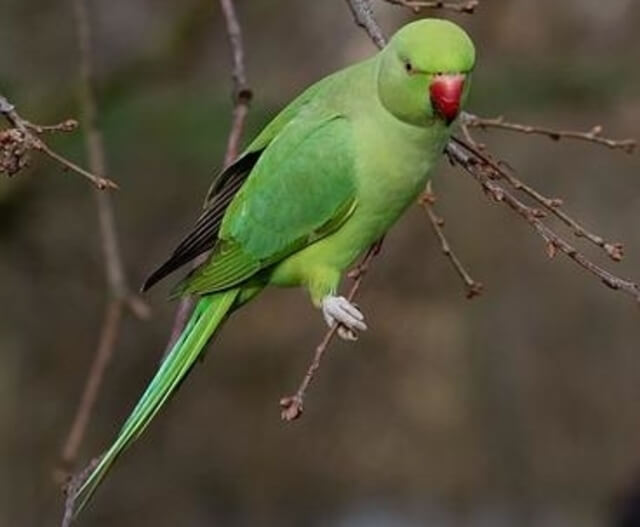 A Ring-necked parakeet perched on a tree.