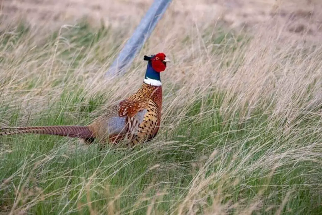 A ring-necked pheasant foraging around crops.