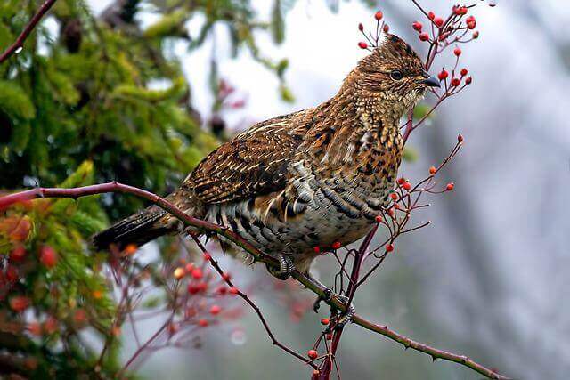 A ruffed grouse  perched on a tree.