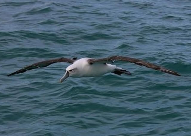 A Southern Royal Albatross flying over the water.