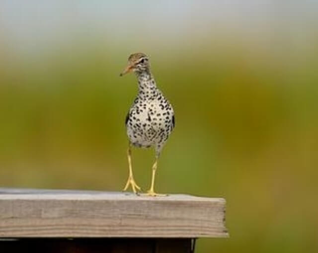 A Spotted Sandpiper on a deck.