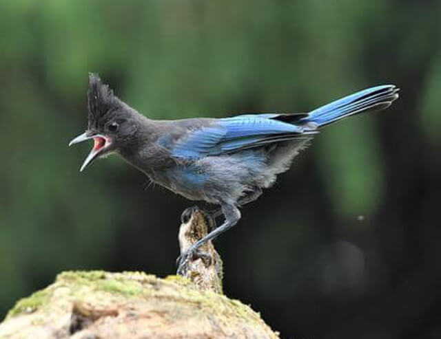 A Steller's Jay perched on a tree branch.