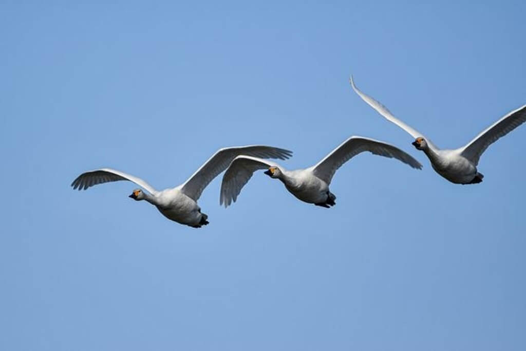 Three Whooper Swans flying high. altitudes.