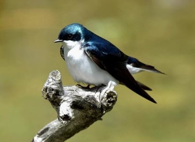 A Tree Swallow perched on a tree.