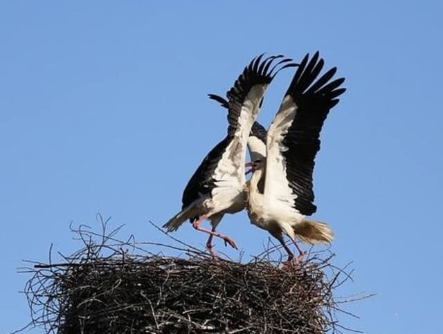 Two storks fighting.