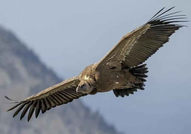 A vulture hovering in the air.