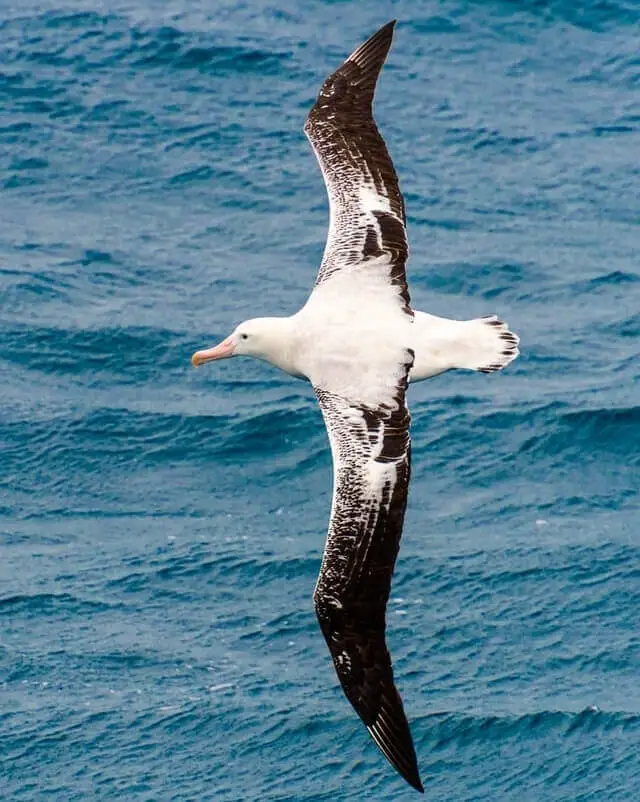 A wandering albatross flying in the air over the water.