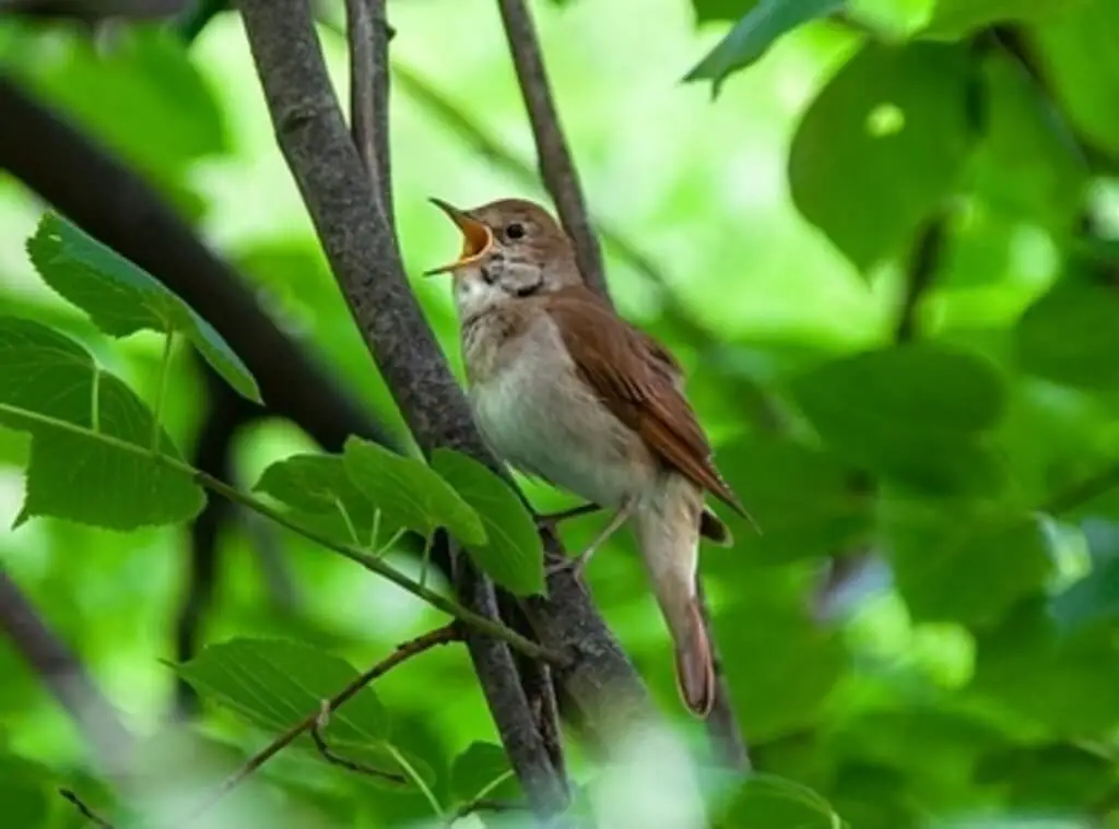 A common nightingale singing.