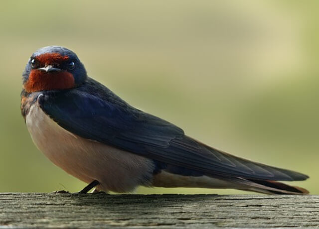 A Barn Swallow perched on a fence.