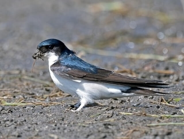 A house martin gathering twigs and sticks for building a nest.