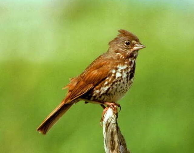 A fox sparrow perched on a branch.
