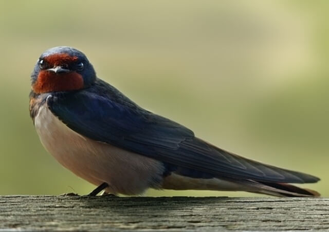 A barn swallow perched on a deck.