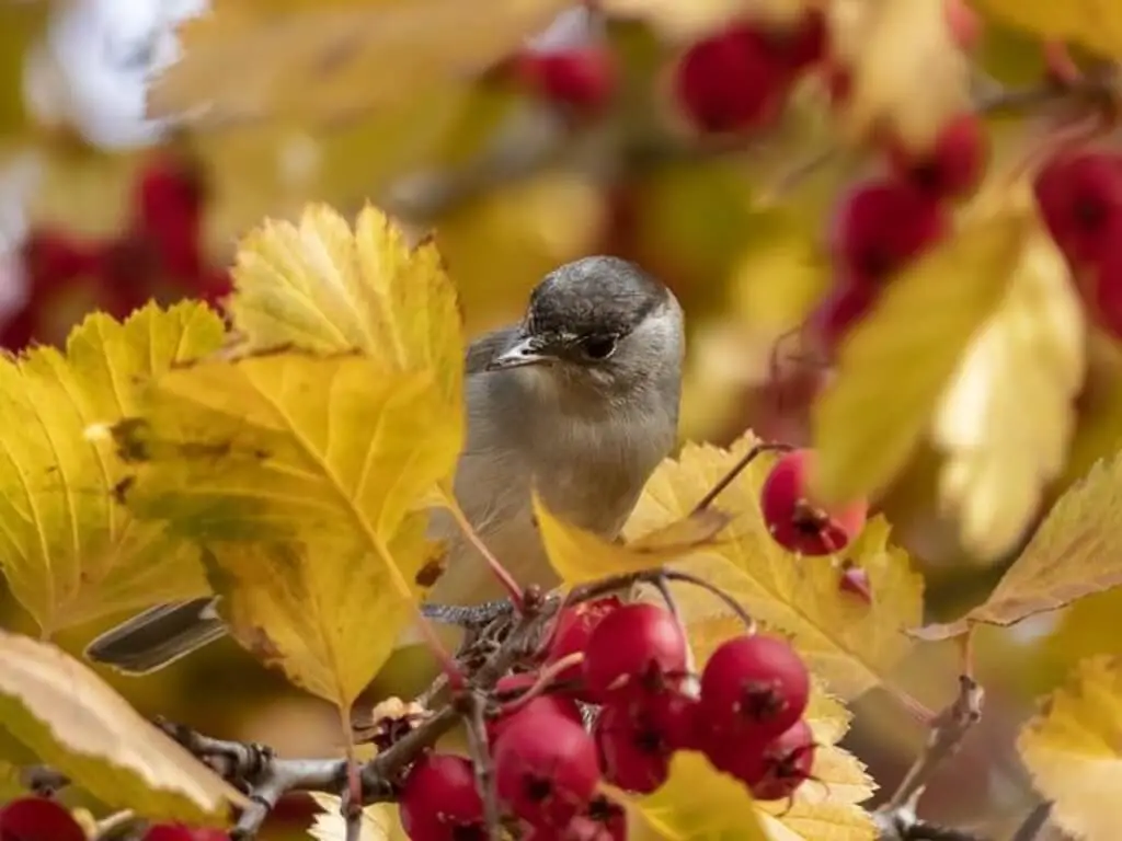 A small bird is eating hawthorn berries.