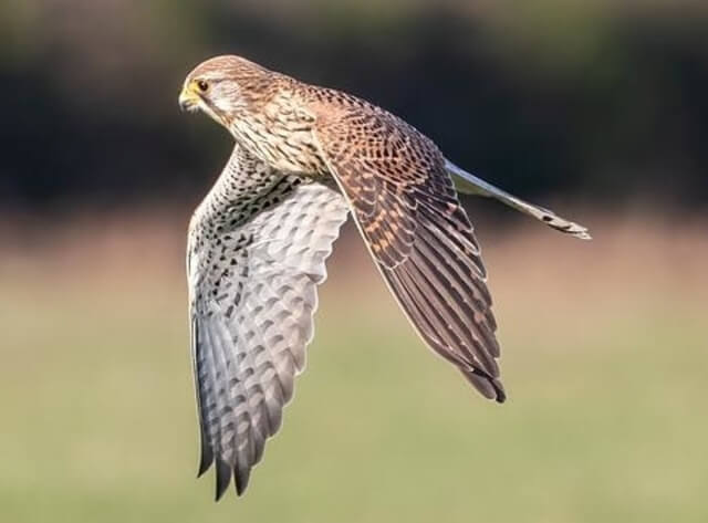 A kestrel hovering in  the air.