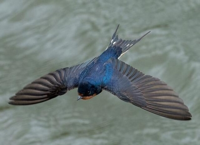 A swallow hovering over the water.